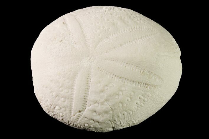 Fossil Sea Urchin (Eupatagus) - Florida #161277